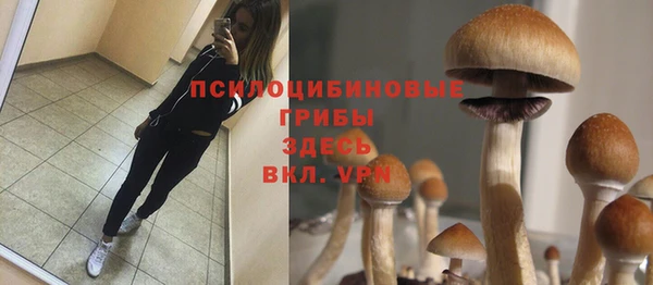 стаф Богданович